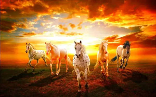  عکس اسب سیاه برای پروفایل