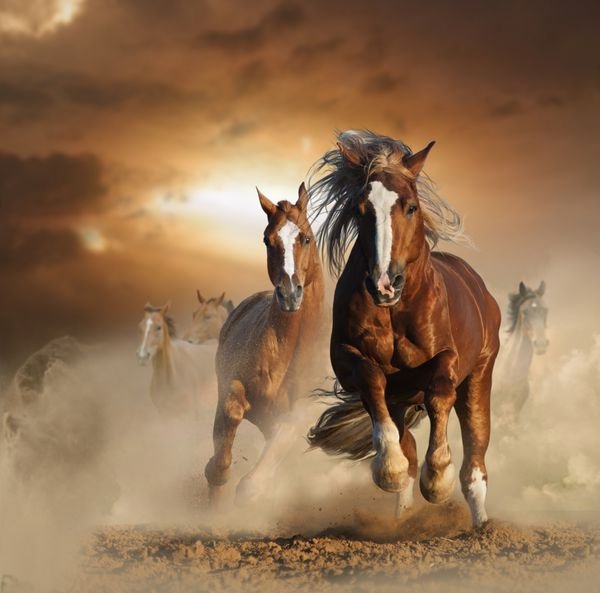 عکس اسب سفید و مشکی