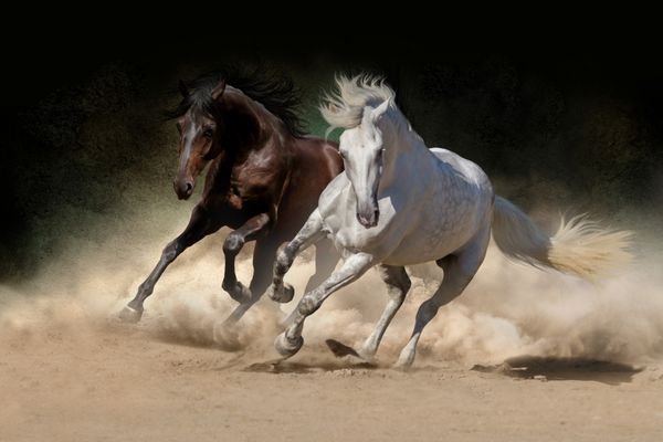  عکس اسب سفید و مشکی