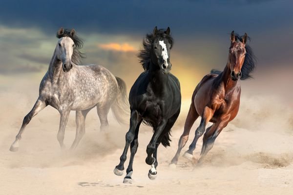  عکس اسب سفید و مشکی