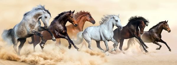  عکس اسب سفید و مشکی