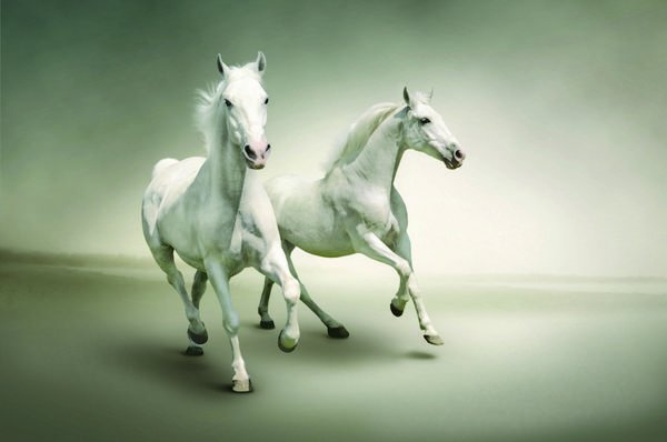  عکس اسب سفید و مشکی