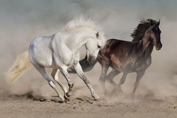  عکس اسب سفید و مشکی