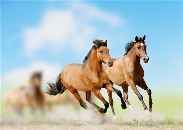  عکس اسب سفید و مشکی