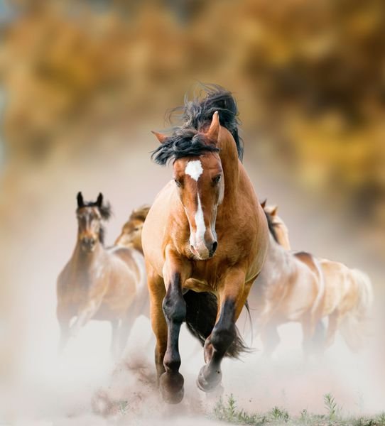 عکس اسب سفید و مشکی