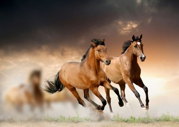  عکس اسب سفید و مشکی