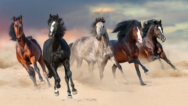  عکس اسب سفید و مشکی