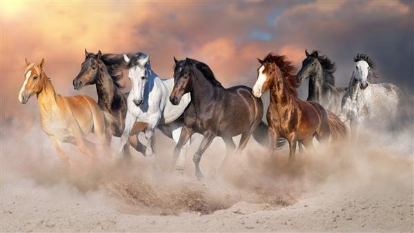  عکس اسب سفید و مشکی