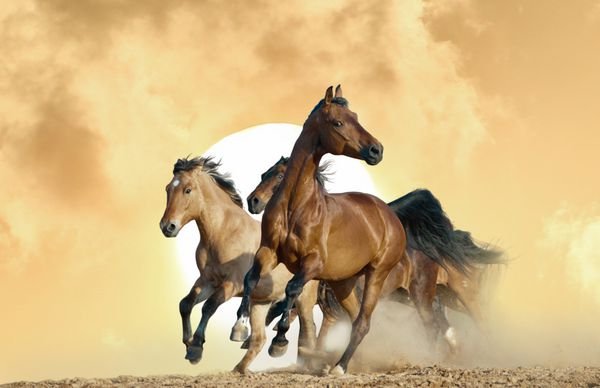  عکس اسب سفید و مشکی