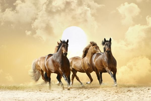  عکس اسب سفید و مشکی