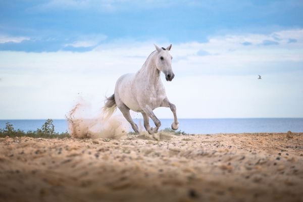  عکس اسب سفید و مشکی