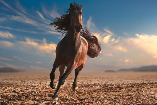  عکس اسب سفید و مشکی