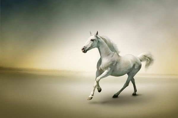  عکس اسب سفید و مشکی
