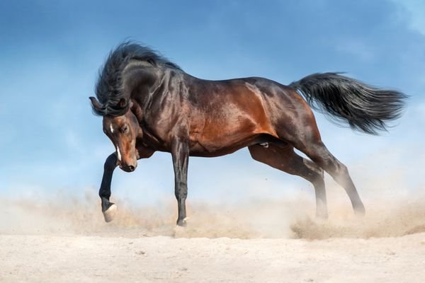  عکس اسب سفید و مشکی