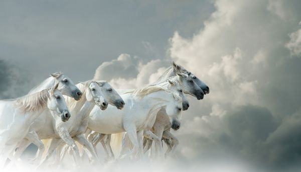  عکس اسب سفید و مشکی