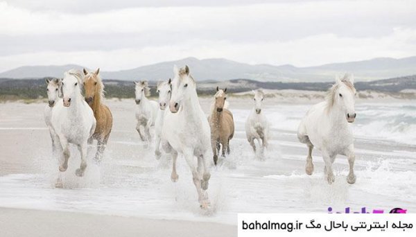  عکس اسب سفید زیبا