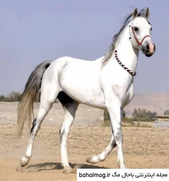  عکس اسب سفید زیبا