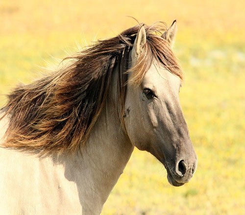 عکس اسب سفید برای پروفایل