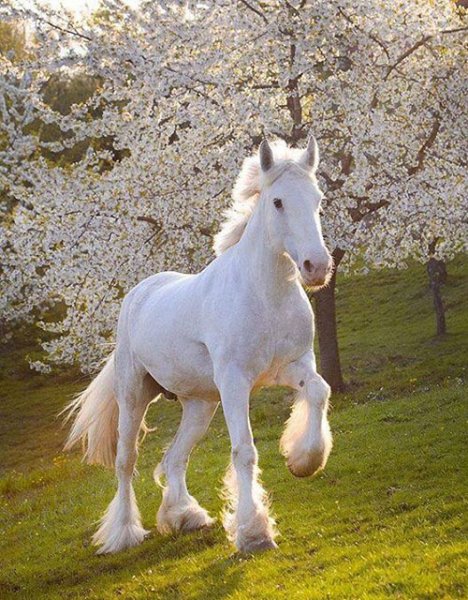  عکس اسب سفید برای پروفایل