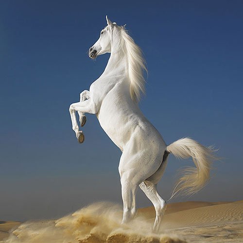  عکس اسب سفید برای پروفایل