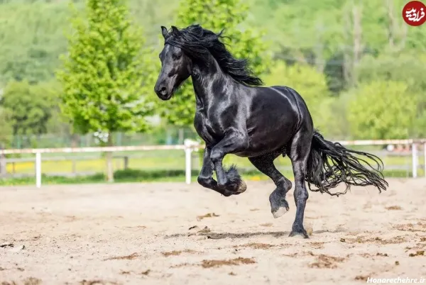  عکس اسب واقعی سیاه