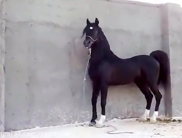 عکس اسب سیاه عرب