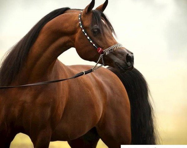 عکس اسب سیاه عرب