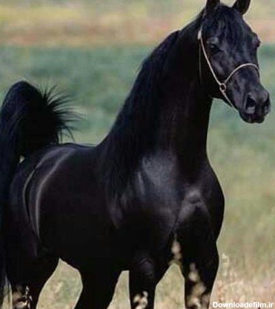 عکس اسب سیاه عرب