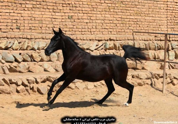 عکس اسب سیاه عرب