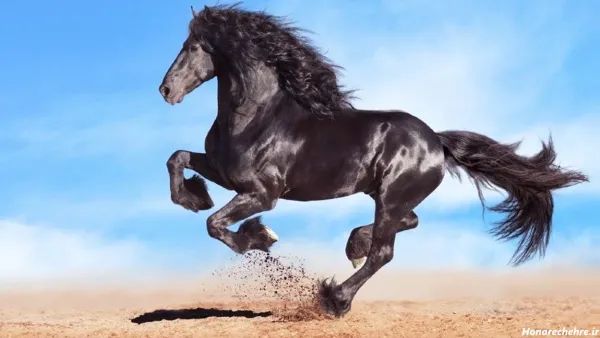 عکس اسب سیاه ایرانی