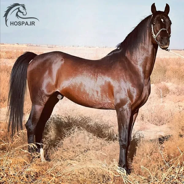عکس اسب اصیل عرب