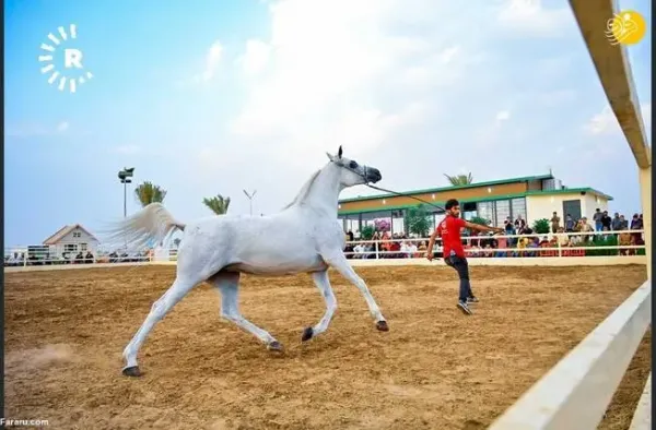عکس اسب اصیل عرب