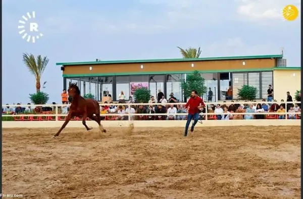 عکس اسب اصیل عرب