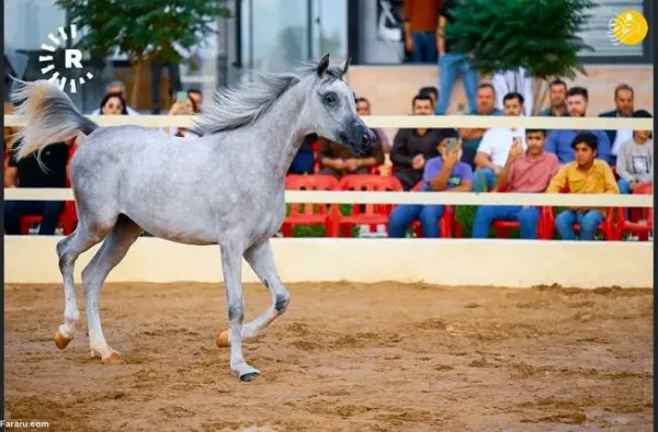 عکس اسب اصیل عرب
