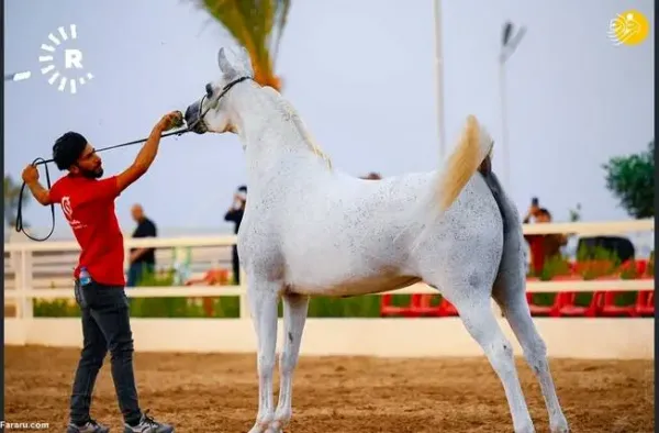 عکس اسب اصیل عرب