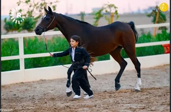 عکس اسب اصیل عرب