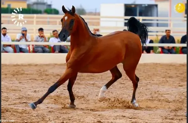 عکس اسب اصیل عرب