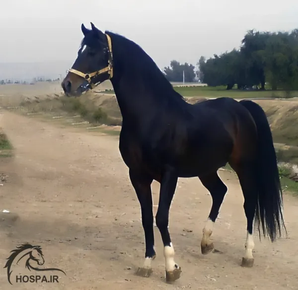 عکس اسب اصیل عرب
