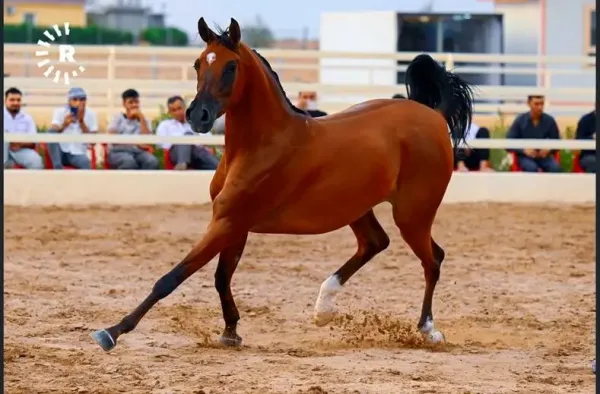 عکس اسب اصیل عرب