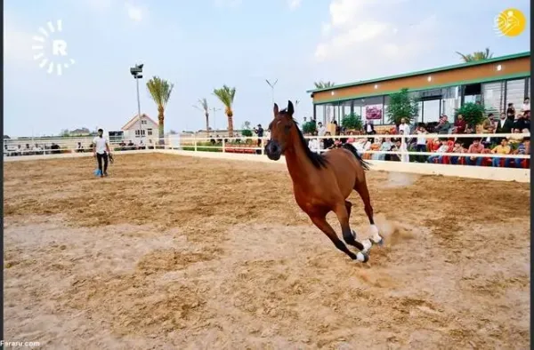عکس اسب اصیل عرب