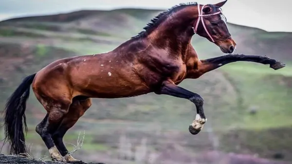 عکس اسب واقعی در ایران