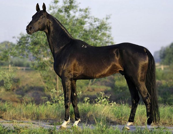 عکس اسب واقعی در ایران