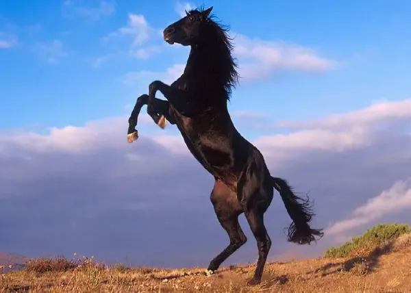 عکس اسب زیبا برای تصویر زمینه