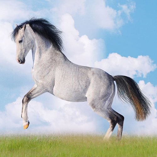 عکس اسب عرب سفید
