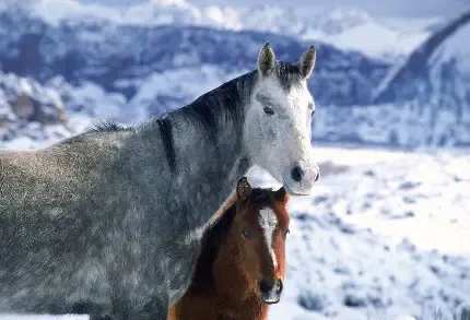 عکس دختر با اسب مشکی