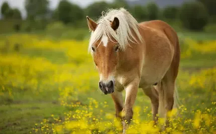 عکس دختر با اسب مشکی