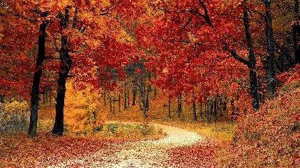  عکس عاشقانه پاییز