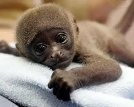  عکس پسر کارتونی فانتزی