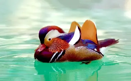  عکس اردک واقعی