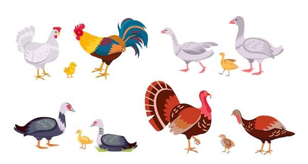  عکس اردک کیوت فاتزی